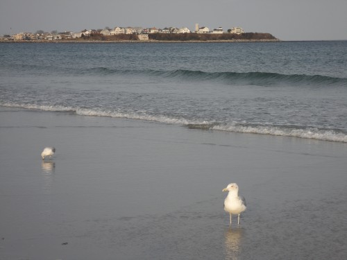 Hampton Beach Seagulls 