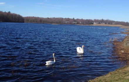 Swans at Eel Pond Rye NH